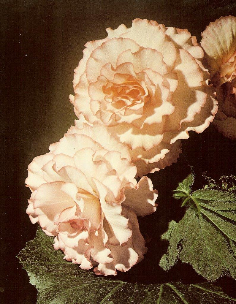 B. ‘Harlequin’